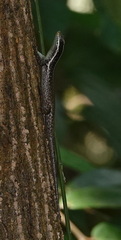 Dasia vittata