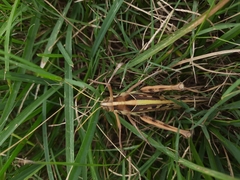 Cyrtacanthacris tatarica