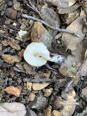 Leucoagaricus rubrotinctus