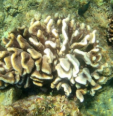 Pocillopora grandis