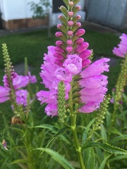 Physostegia virginiana