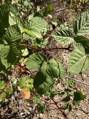 Rubus