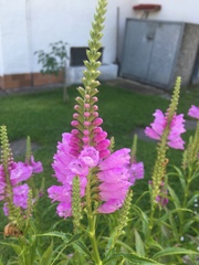 Physostegia virginiana