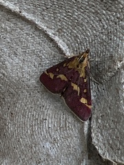 Pyrausta purpuralis