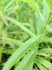 Physostegia virginiana