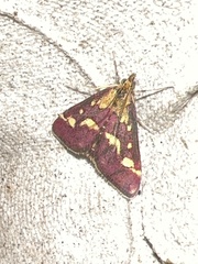 Pyrausta purpuralis