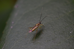 Campyloneura virgula
