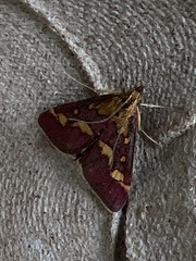 Pyrausta purpuralis
