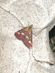 Pyrausta purpuralis