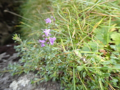 Thymus talijevii paucifolius