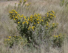 Berkheya spinosissima
