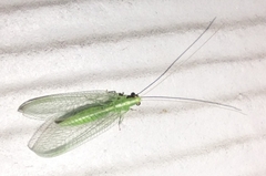 Chrysoperla rufilabris