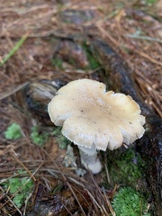 Amanita lavendula