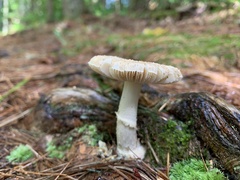 Amanita lavendula
