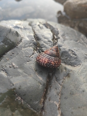 Maurea punctulata