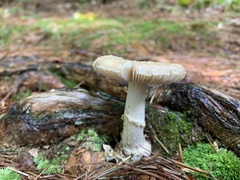 Amanita lavendula