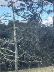 Rhipidura leucophrys