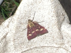 Pyrausta purpuralis