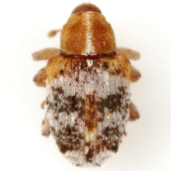 Lignyodes varius