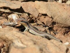 Trachylepis