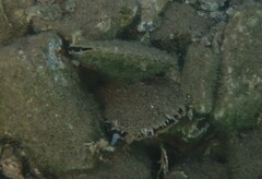 Pinctada imbricata