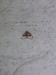 Euphyia intermediata