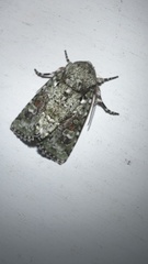 Lacinipolia laudabilis