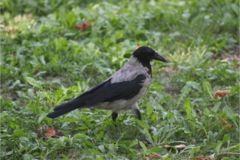 Corvus cornix