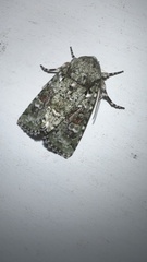 Lacinipolia laudabilis