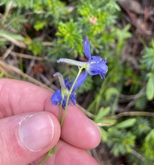 Delphinium nuttallianum