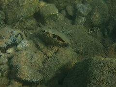 Pinctada imbricata