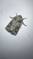 Lacinipolia laudabilis