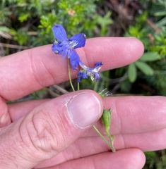 Delphinium nuttallianum