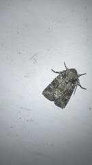 Lacinipolia laudabilis