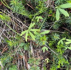 Delphinium nuttallianum