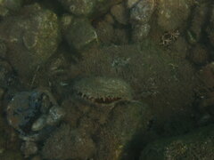 Pinctada imbricata