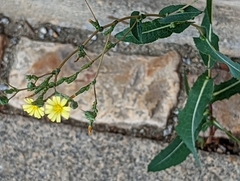 Lactuca serriola