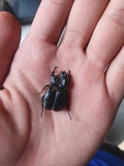 Eophileurus chinensis