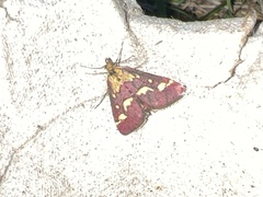 Pyrausta purpuralis