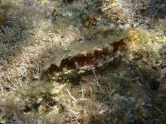Pinctada imbricata