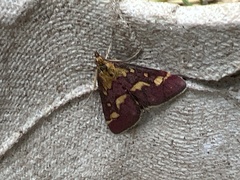 Pyrausta purpuralis