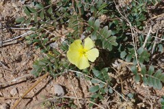 Tribulus cistoides