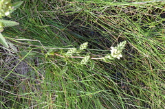 Pedicularis lanceolata
