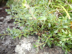 Thymus talijevii paucifolius