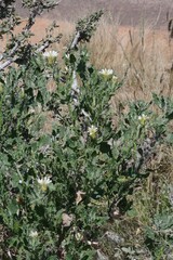 Codon royenii