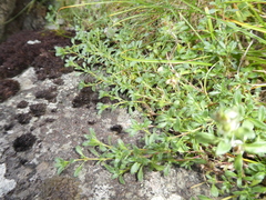 Thymus talijevii paucifolius