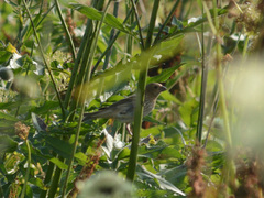 Carpodacus erythrinus
