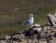Chroicocephalus serranus