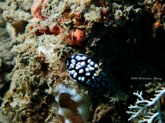 Phyllidiella