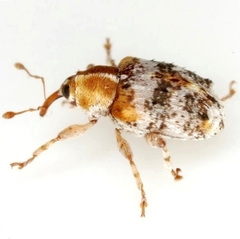 Lignyodes varius